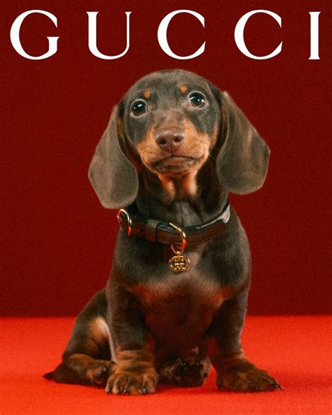 gucci dictionary|Gucci pet slang.